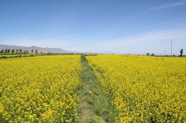 山区油菜花