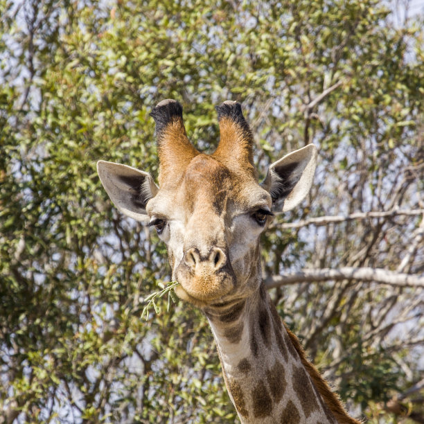 南非长颈鹿