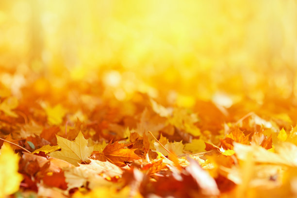 秋天的叶子是金黄色