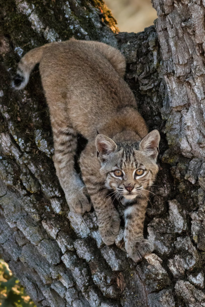 小野猫