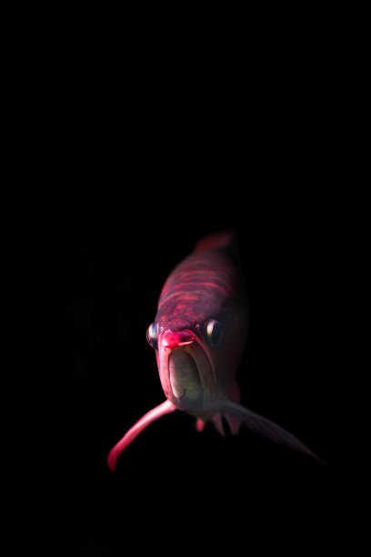 红龙鱼