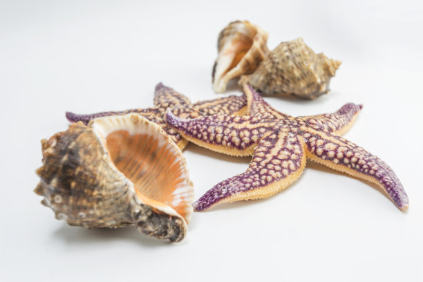 贝壳海星海螺