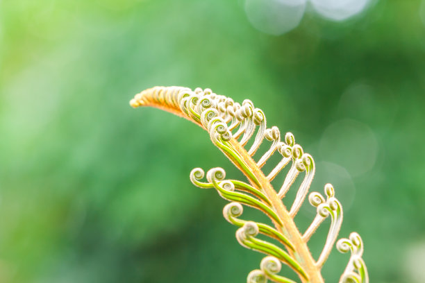 蕨类植物