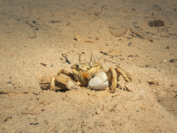 沙滩上的小螃蟹