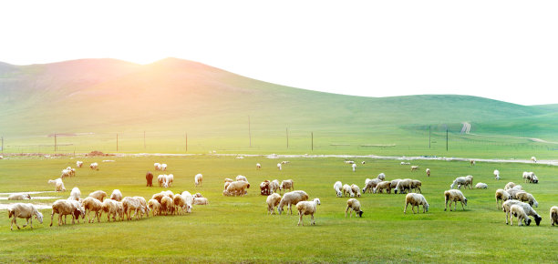 草原小绵羊