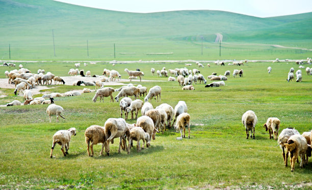 夏季草原牧场草场羊群