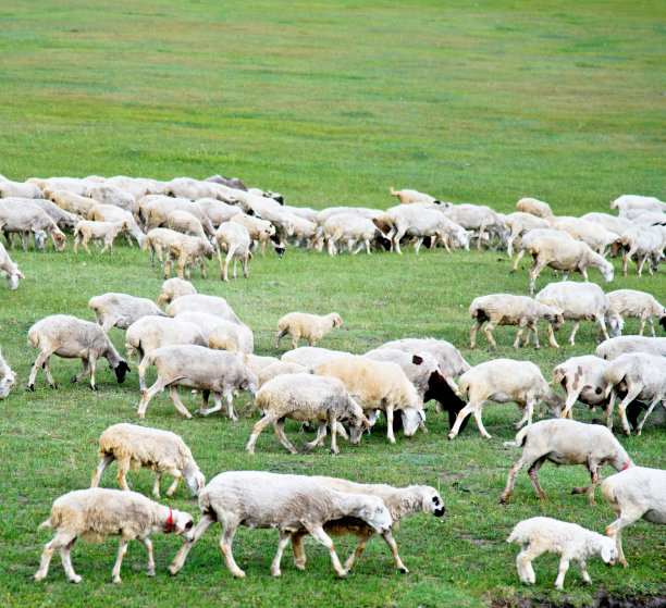 夏季草原羊群