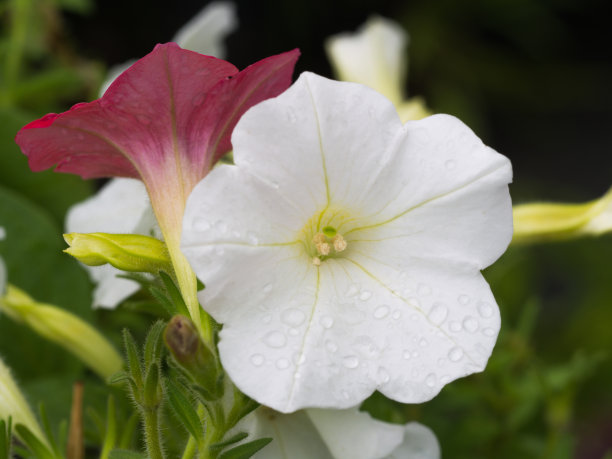 雨后喇叭花