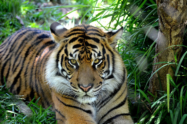苏门答腊老虎