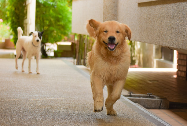 寻回犬