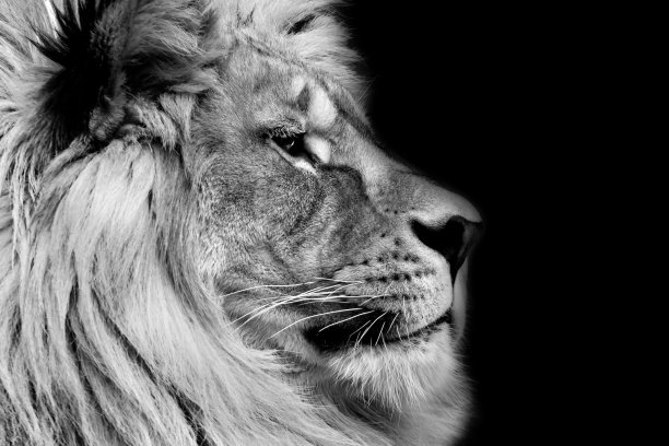 座狮