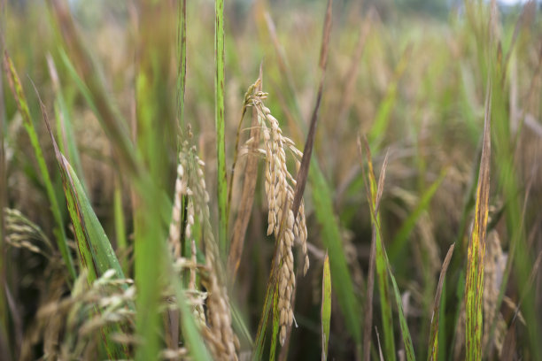 未成熟的稻子