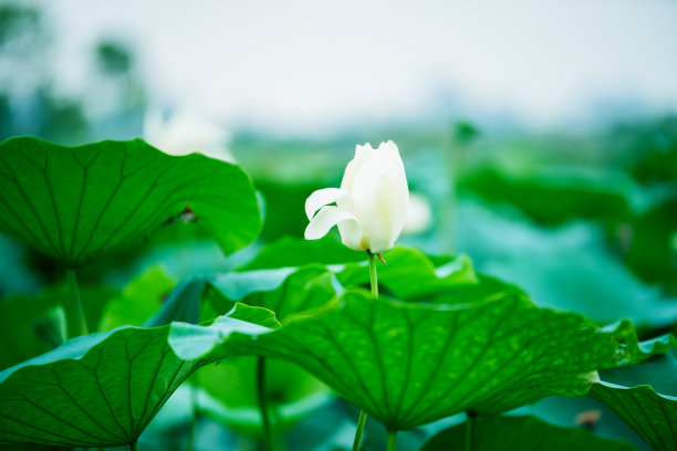 满池的荷花