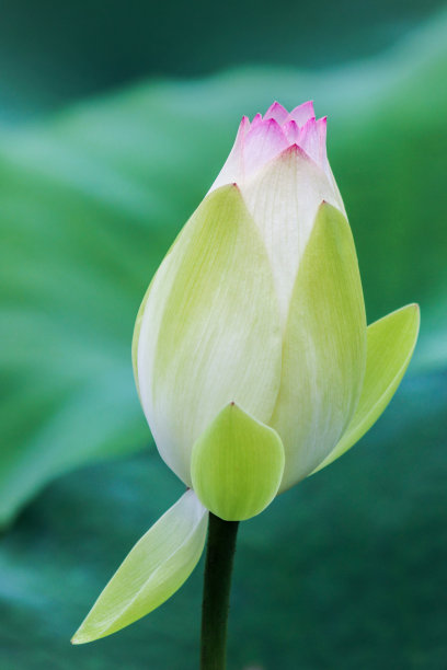 荷叶池塘荷花池塘