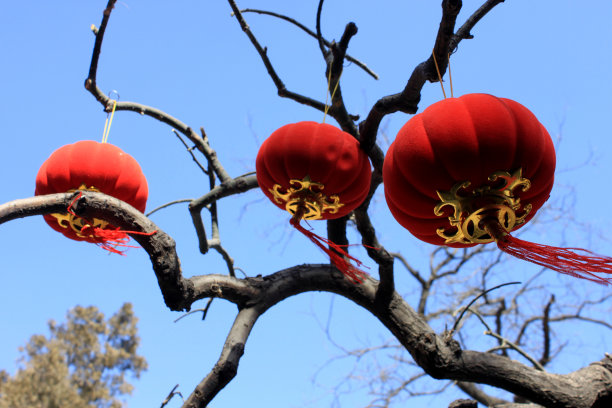 洛阳市花