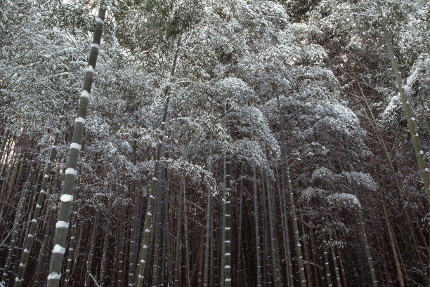 竹林冬雪