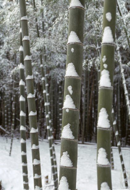 竹林冬雪