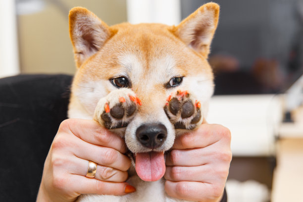 狗狗宠物美容院