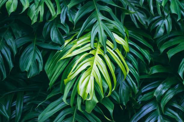 清新植物