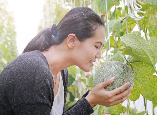 香蜜瓜