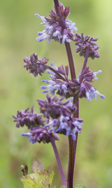 紫鼠尾草