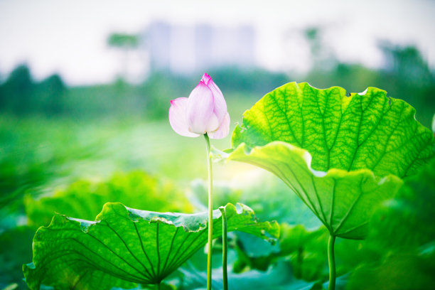 满池的荷花