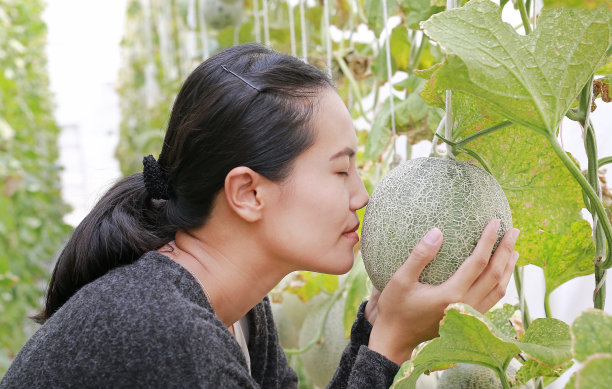 香蜜瓜