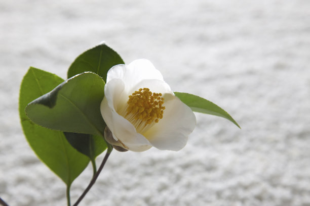 山茶花之小雪