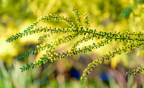 蜜香金芽