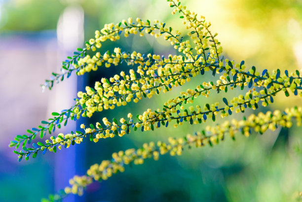 蜜香金芽