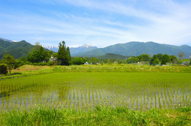 大山与稻田