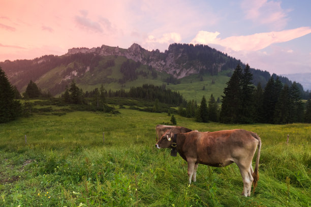 瑞士奶牛