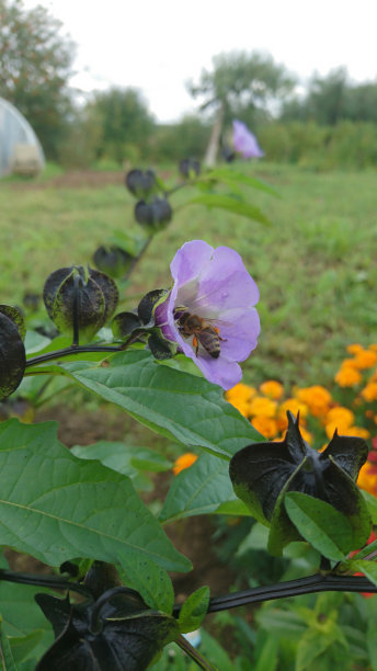 蜜蜂采花