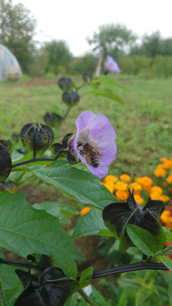 蜜蜂采花