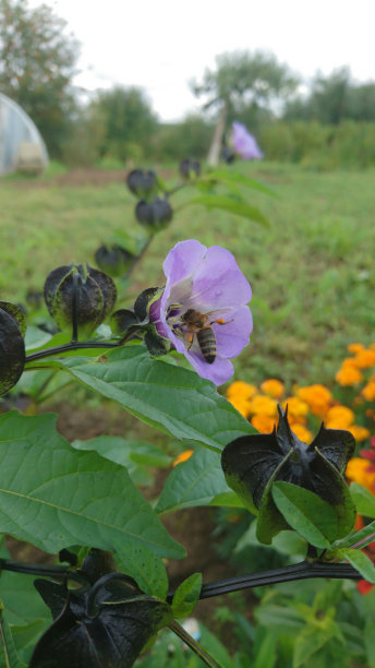 蜜蜂采花