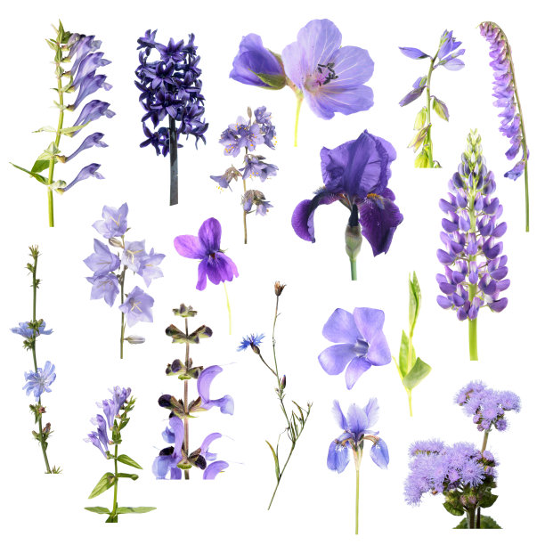 蓝紫色的花