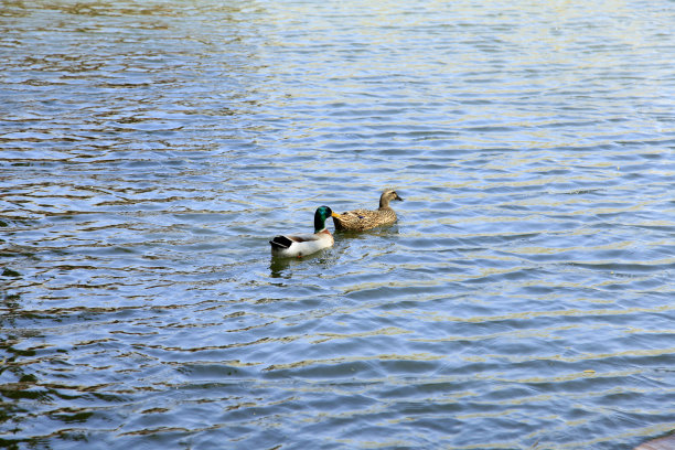 水池中的鸭子
