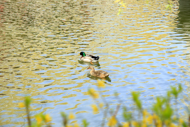 池塘中游泳的鸭子