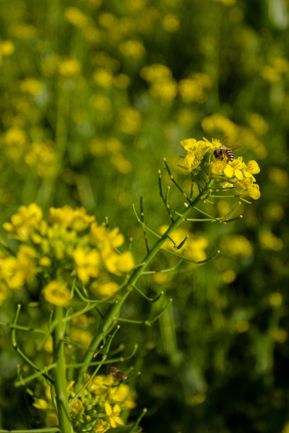 小蜜蜂,油菜花