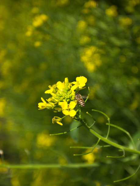 小蜜蜂,油菜花