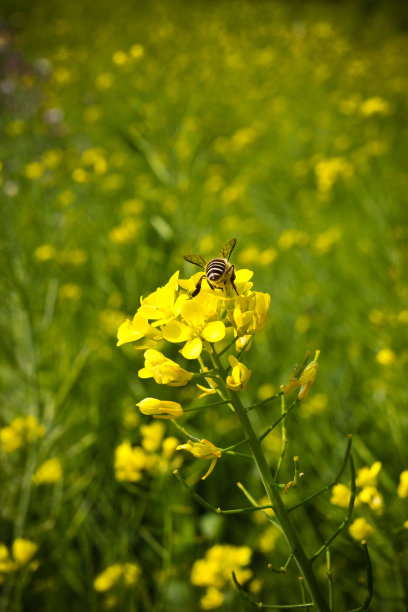 小蜜蜂,油菜花