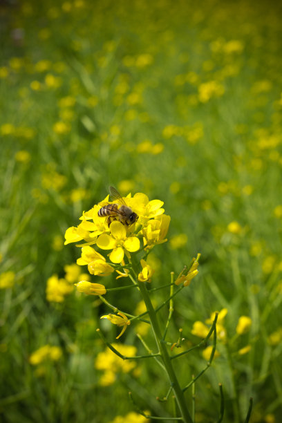 小蜜蜂,油菜花