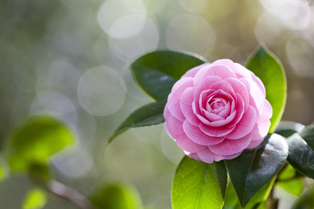 茶花特写