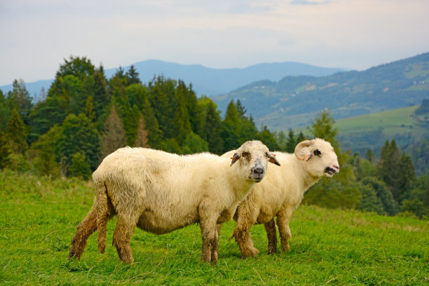 两头羊