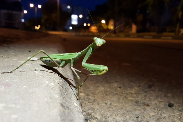 mantis