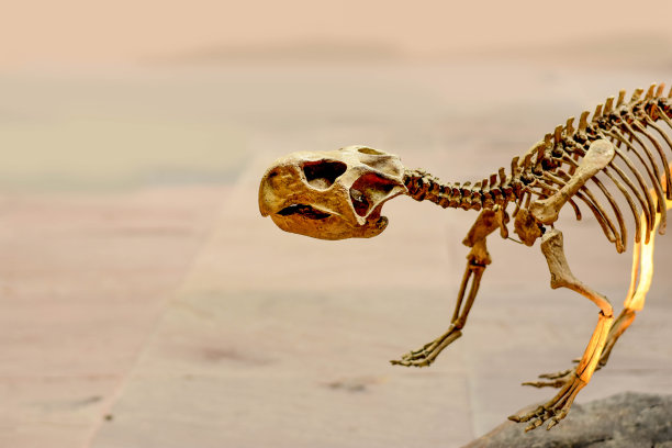 动物头骨化石