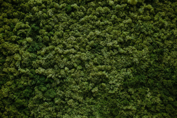 绿色苔藓