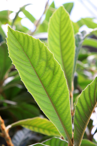 枇杷种植