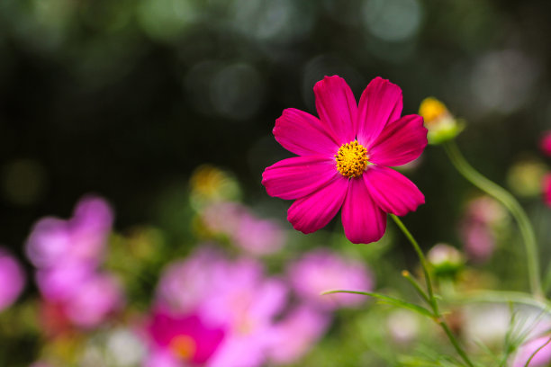 大波斯菊