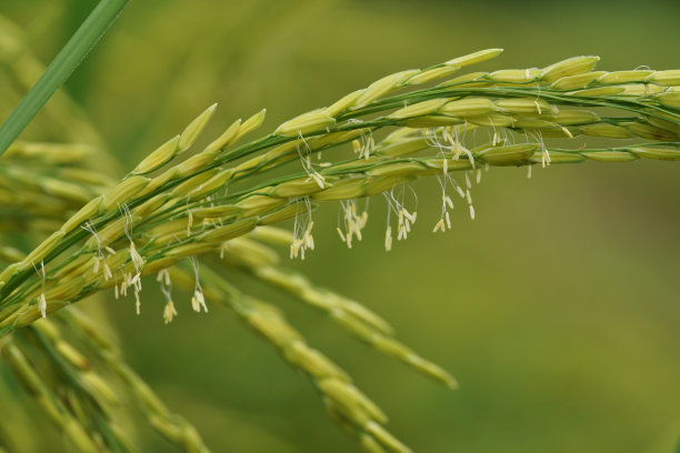 白饭花